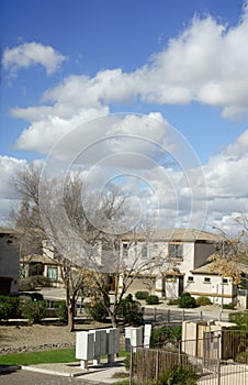 Deciduous trees in xeriscaped residential community in winter, Phoenix, AZ