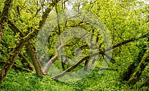messy broken tree in green forest