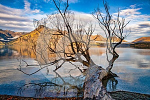 Deciduous willow tree growing out of the water at the edge of Lake Wakatipu