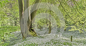 Deciduous woodland with a carpet of wild flowers in spring