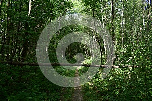 Deciduous woodland. Path through the forest. Green grass. In the shade