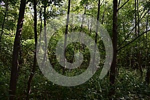 Deciduous woodland. Path through the forest. Green grass. In the shade