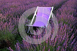 Deck chair among beautiful blooming lavender in field