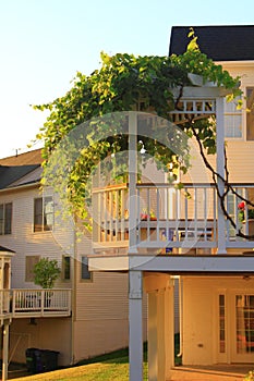 Deck with Grape Arbor