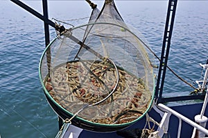 On The Deck Of Seiner AI Generated