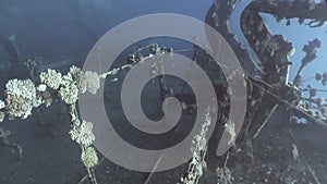 Deck of sunken ship Salem Express shipwrecks underwater on seabed in Red Sea.