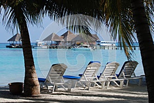 Deckchairs under palmtrees