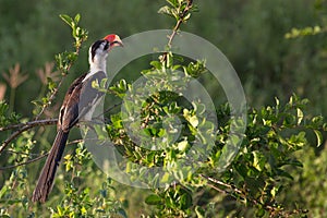 Decken`s hornbill in the bush