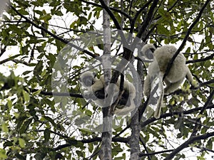 Decken`s Sifaka, Propithecus deckenii, sits high in the branches and feeds on leaves. CingÃ Â­ Bemaraha. Madagascar photo