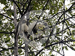 Decken`s Sifaka, Propithecus deckenii, sits high in the branches and feeds on leaves. CingÃ Â­ Bemaraha. Madagascar photo