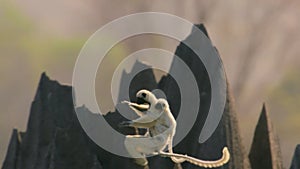 Deckens Sifaka jumping on razor sharp spires