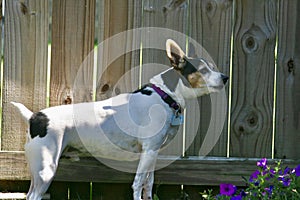 Decker Rat Terrier on alert