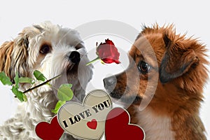 Declaration of love. Love story between two dogs