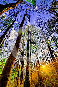 Declduous Dipterocarp Forest with sunset