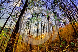 Declduous Dipterocarp Forest with sunset