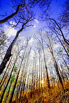 Declduous Dipterocarp Forest with sunset