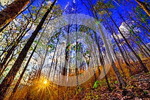 Declduous Dipterocarp Forest with sunset