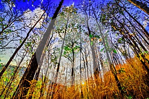 Declduous Dipterocarp Forest with sunset