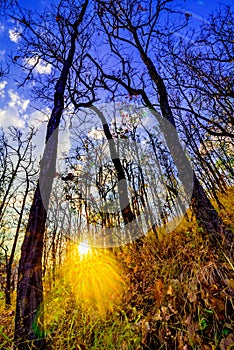 Declduous Dipterocarp Forest with sunset