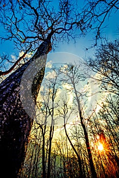 Declduous Dipterocarp Forest with sunset