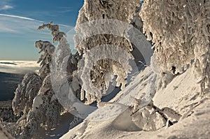 Declinate trees on a mountain slope