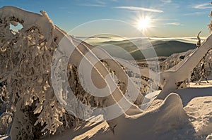 Declinate trees on a mountain slope