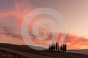 Decline with cypresses