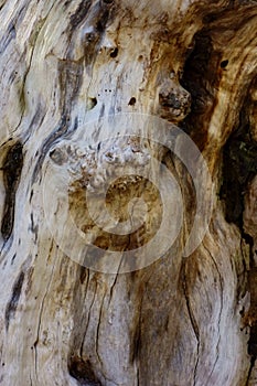 Deco-bump pattern of an old trunk