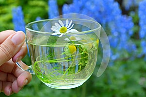 Decoction with the chamomile