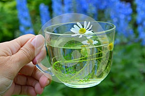 Decoction with the chamomile