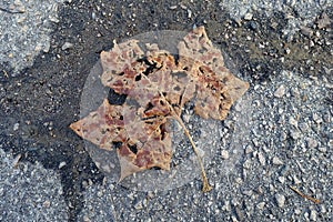 Decomposing Brown Leaf on Pavement