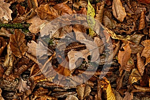 Decomposing Dried Autumnal Foliage - Closeup