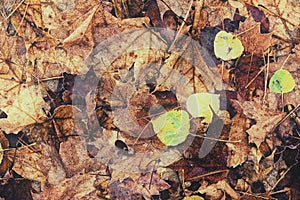 Decomposing Fall Leaves - Vintage, Faded