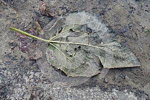 Decomposing Green Leaf on Dirt Background