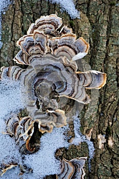 Turkeytail shelf fungus on dead wood with snow photo