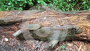 Decomposing or rotting wood log or tree