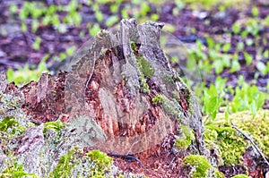 A decomposing tree stump in springtime at Burr Pond State Park