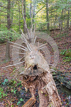 Decomposing Tree Trunk with Bare Branches