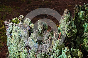 Decomposing tree trunk with bark covered by green moss