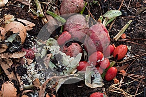 Decomposing vegetable scraps mixed with organic soil on a compost heap