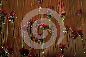 Decor with roses. Glass test tubes with red rose flowers hang