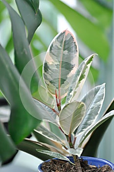 Decora Tree, Indian Rubber Tree or Rubber Plant or Variegated Indian Rubber or Ficus elastica or Assam Rubber