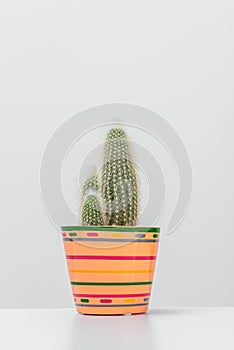 DecoraciÃÂ³n de estilo nÃÂ³rdico cactus en maceta Fondo ligero photo