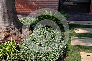 Decorate the garden, trees in front of the house