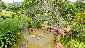 Decorate with orange pottery pavement walkway, greenery fern epiphyte plant, shrub and bush, under shading trees