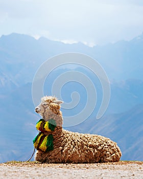 Decorated Alpaca with mountains in the background