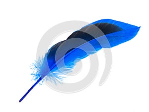 Decorated blue elegant feather isolated on the white background