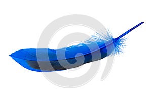 Decorated blue elegant feather isolated on the white background