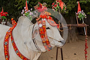 Decorated buffalo. Bagan, Myanmar. Close up