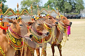 Decorated Bulls for Madura Bull Race, Indonesia photo